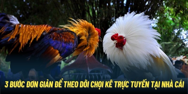 3 bước đơn giản để theo dõi chọi kê trực tuyến tại nhà cái