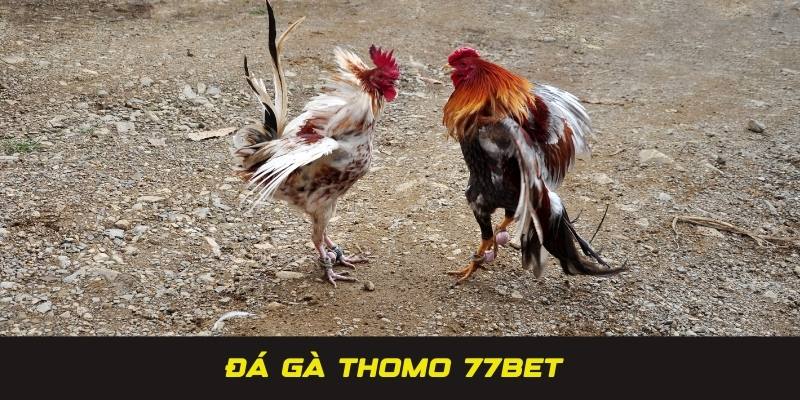 Đá gà thomo