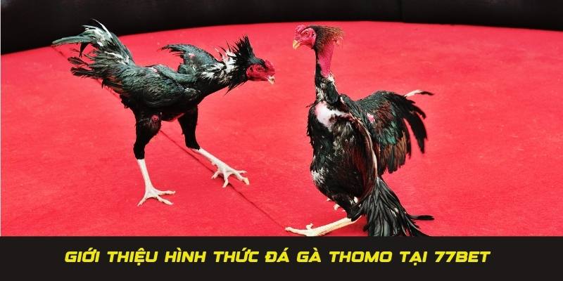 Giới thiệu công thức đánh giá đá gà Thomo 77BET uy tín