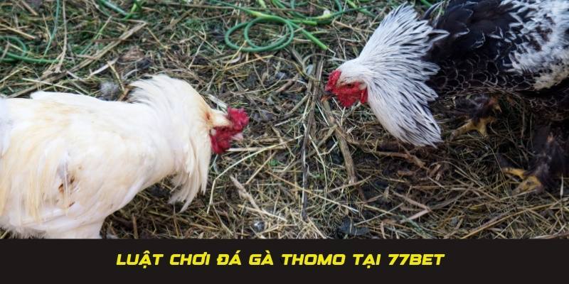 Luật chơi đá gà Thomo cụ thể dành cho thành viên mới