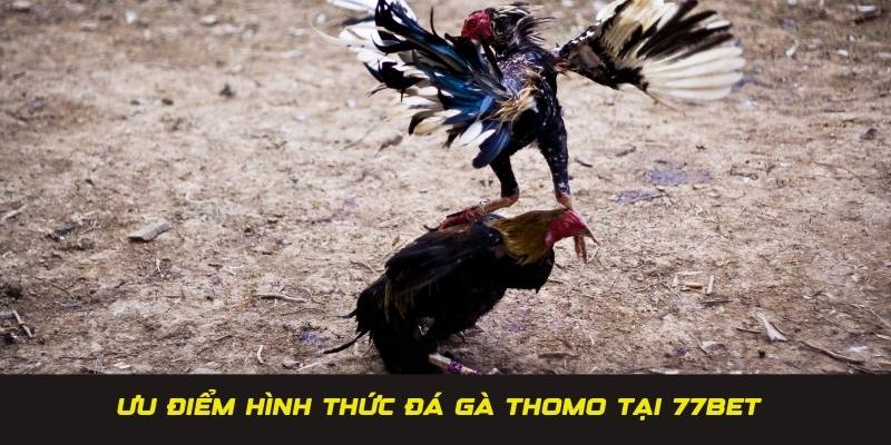 Ưu điểm giúp đá gà Thomo 77BET thu hút nhiều đánh thủ