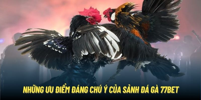 Những ưu điểm đáng chú ý của sảnh đá gà 77BET